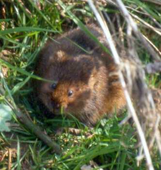 Water vole